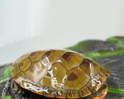 佛罗里达红肚龟饲养全指南（详细介绍饲养方法，让你成为专业龟主！）
