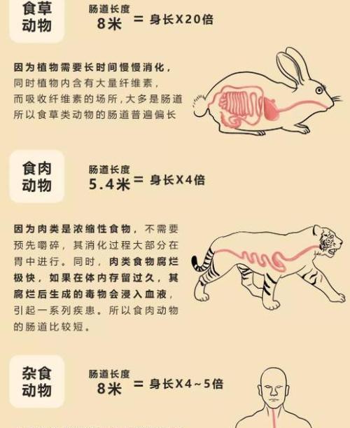 燕子美人的饲养方法（打造高品质宠物生活，从燕子美人开始）