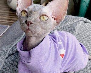斯芬克斯猫的饲养方法（了解宠物斯芬克斯猫，做一个贴心主人）