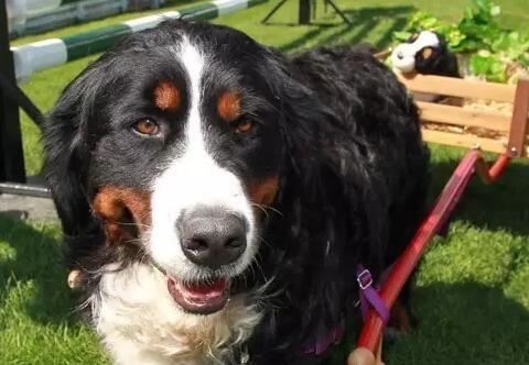 如何正确饲养伯恩山犬？（了解伯恩山犬的性格特点，打造完美饲养环境）