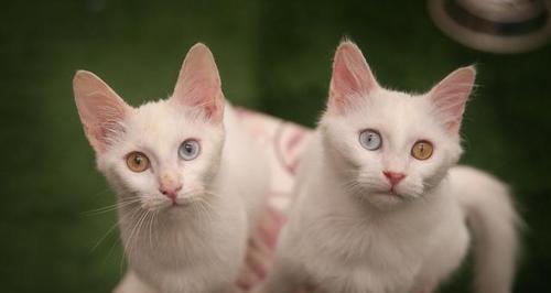 养土耳其梵猫，从这里开始（让你的梵猫健康快乐成长，轻松掌控）