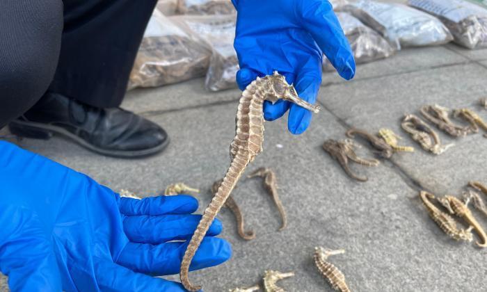 粗颈龟的饲养方法（打造健康、快乐的宠物生活）