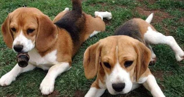 巴吉度犬的饲养方法（从饲料、环境到训练，一步步教你养好它）