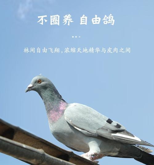 如何饲养美国飞行鸽（全面指南，从选购到养护）