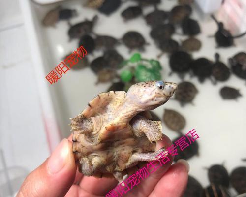 巨头麝香龟的养殖技巧（麝香龟饲养指南，让你成为专业养殖者）