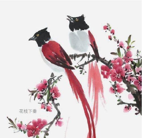 寿带鸟的全面饲养指南（养寿带鸟，从这里开始！）