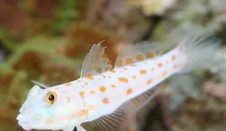 打造完美鱼缸，华丽线塘鳢饲养全攻略（华丽线塘鳢的饲养方法、注意事项、环境要求等详解）