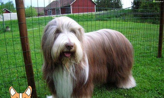 英国古代牧羊犬的饲养全攻略（了解饲养方式，让你的牧羊犬健康快乐）