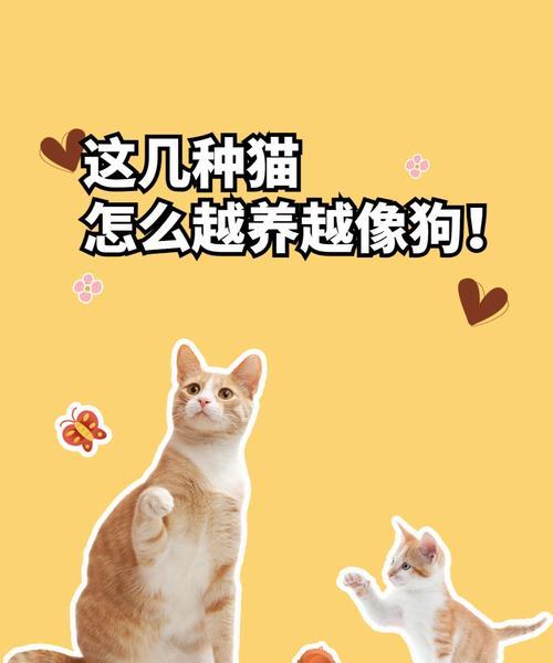 如何饲养健康快乐的阿比尼西亚天竺鼠（以宠物为主，从饲养环境到饲料选择全方位讲解）