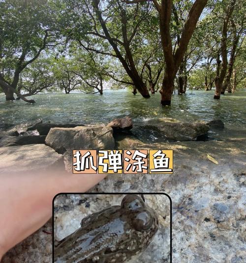 如何饲养大弹涂鱼——专业指南（以宠物为主，助你打造高品质的养殖生活）