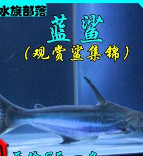 红尾鲶的饲养方法（以宠物为主，打造健康美丽的红尾鲶家庭）