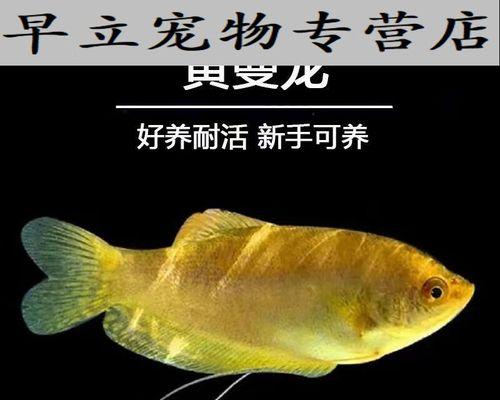 蓝曼龙鱼的饲养全指南（宠物爱好者必看，从选购到养护，轻松打造健康美丽的水族馆）