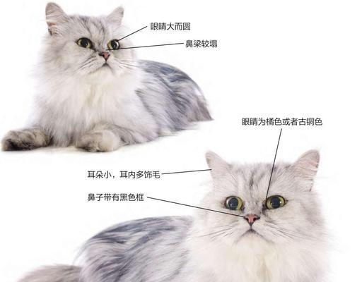 如何饲养土耳其梵猫？（掌握这些技巧，让你的梵猫快乐成长！）