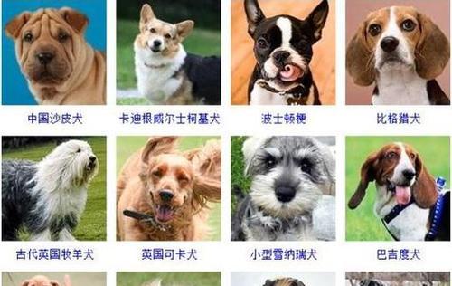 全面了解新斯科舍猎鸭犬（养一只新斯科舍猎鸭犬的必要条件和饲养方法）