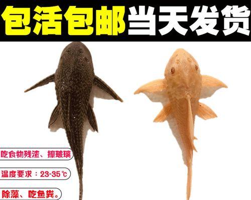 反游猫的饲养方法——让你的猫安心呆在家里（如何防止猫咪离家出走？反游猫饲养小技巧教你！）