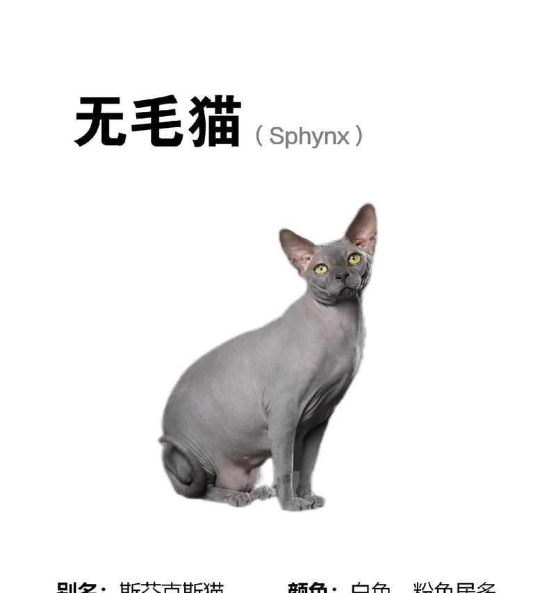 加拿大无毛猫的饲养指南（掌握猫咪的喜好与需求，为爱猫提供最好的家庭）