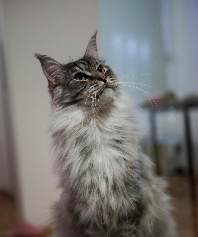 如何饲养德文卷毛猫（全面了解德文卷毛猫的饲养技巧，让你的爱宠健康快乐成长）