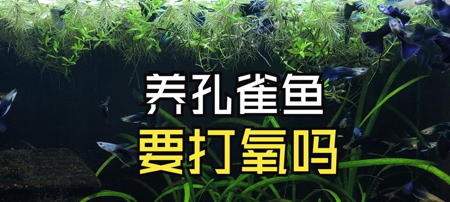 养护锦鲤——学习如何饲养健康的凤尾鱼（营造理想的生态环境，保持凤尾鱼的健康和美丽）
