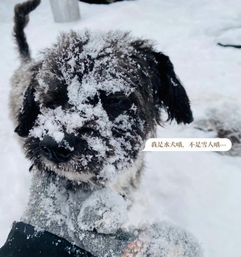 葡萄牙水犬的饲养方法（了解葡萄牙水犬如何做好饲养）
