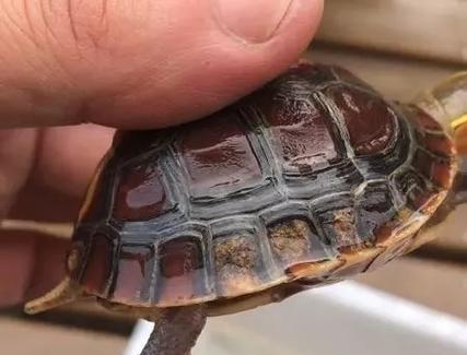 印度棱背龟的饲养方法（宠爱小生命，从细节开始）