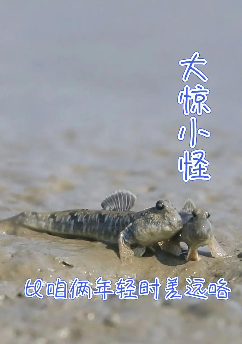 以大弹涂鱼为宠物的饲养方法（详解如何让你的宠物大弹涂鱼健康成长）
