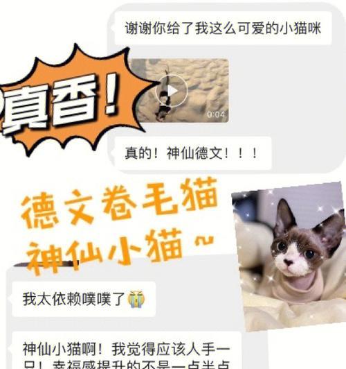 德文卷毛猫的饲养方法（打造快乐健康的宠物生活）