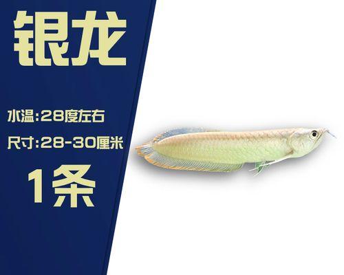 银龙鱼的饲养方法（打造健康生态环境，让银龙鱼活力四射）