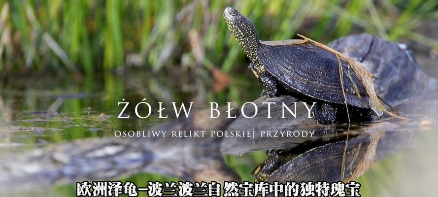 流星泽龟的饲养方法（打造完美饲养环境）