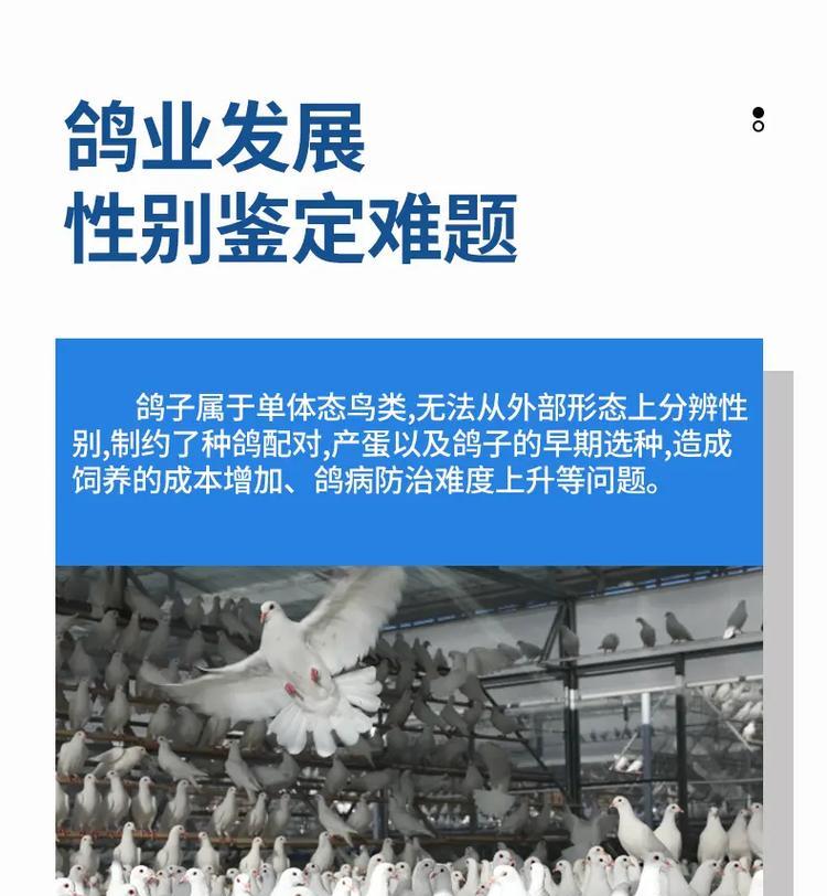 如何正确饲养美国飞行鸽（打造健康快乐的宠物生活）