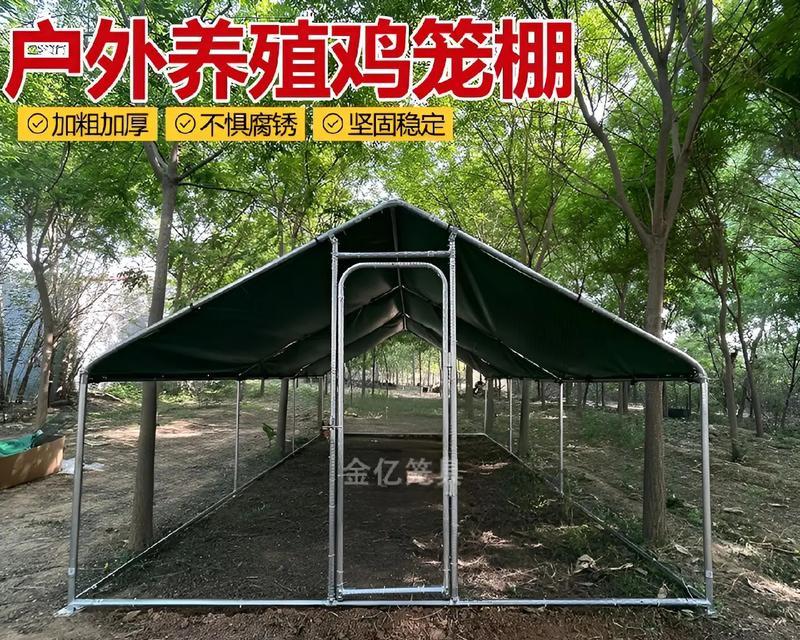孔雀鸽的饲养方法（如何养护好孔雀鸽）