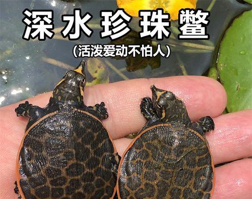 佛罗里达红肚龟的饲养方法（科学养护，让龟儿健康茁壮成长）