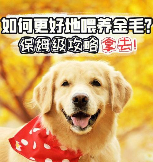 爱护金毛，做好饲养（从宠物到家庭一员，金毛的饲养需要注意什么）