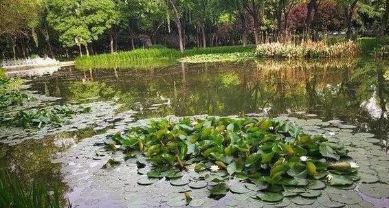 华丽线塘鳢饲养全攻略（打造理想饲养环境，让鳢鱼舒适生长）