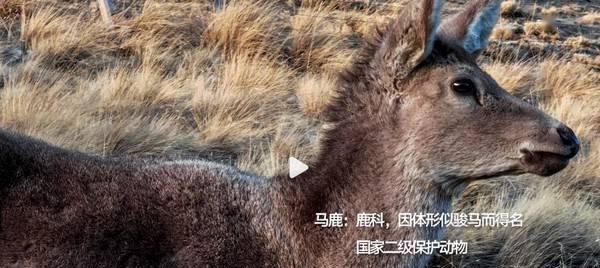 灰尾兔的饲养方法（如何养活健康的灰尾兔）