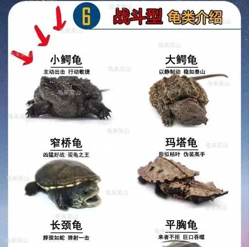 黑颈乌龟的养殖技巧（打造舒适家园，健康幸福成长）
