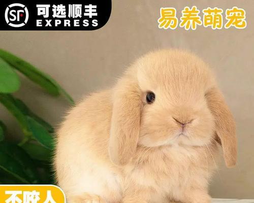 如何饲养迷你垂耳兔？（从住宿环境到日常饮食，全方位了解迷你垂耳兔饲养方法）