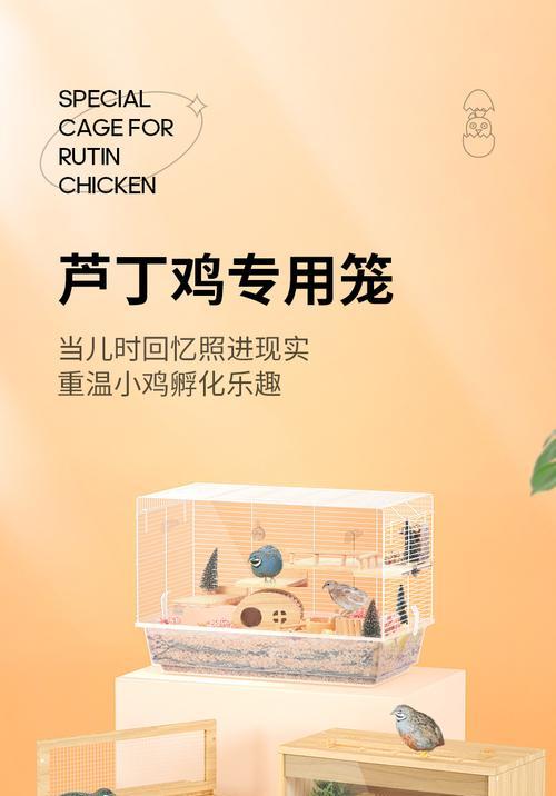 以棕背鼠平为宠物的饲养指南（掌握以棕背鼠平为宠物的饲养技巧，让你的小宠物更健康、更可爱）
