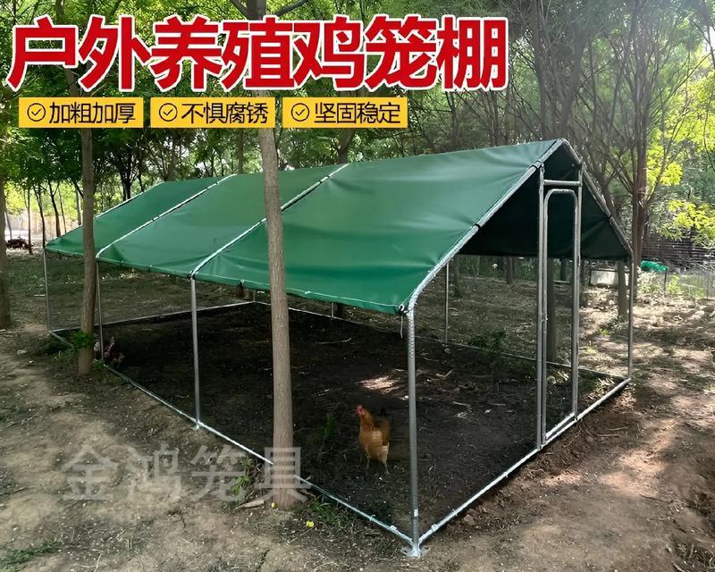 打造健康活力的孔雀鸽饲养方式（打造健康活力的孔雀鸽饲养方式）
