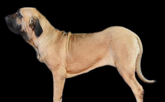 赛特犬的饲养方法（如何培养忠诚、警惕而又友善的宠物）