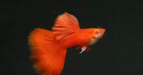 五彩琴尾鱼的饲养指南（建议、技巧和要点）