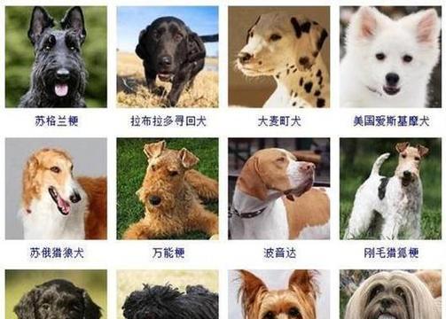 以新斯科舍猎鸭犬为宠物的饲养方法（以健康为中心的全面指南）