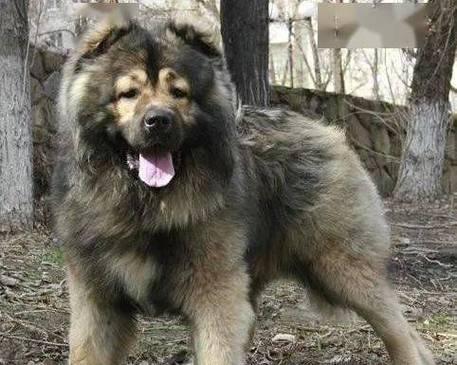 中亚牧羊犬的饲养方法（如何做好中亚牧羊犬的饲养与训练）