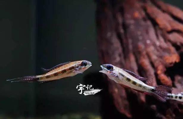 打造健康成长的溅水鱼饲养技巧（从选购到养护，全面掌握溅水鱼的养殖方法）
