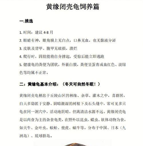 如何饲养印度棱背龟（掌握印度棱背龟的饲养技巧，让它健康成长）