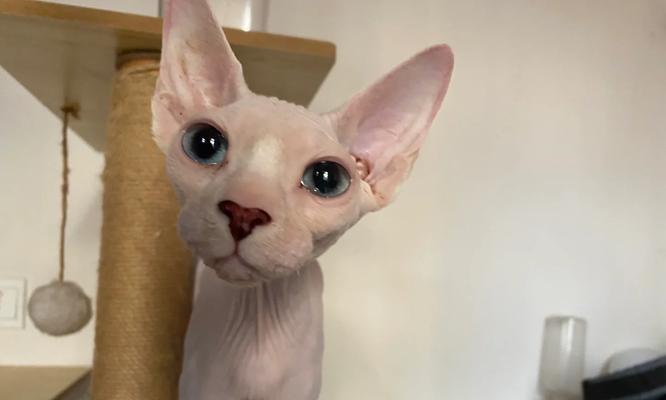以斯芬克斯猫饲养指南（专业指导让您成为最好的猫奴）