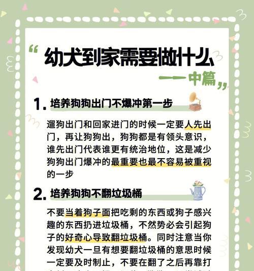 如何训练一只优秀的边境牧羊犬？（以宠物为主，注意这些训练要点！）