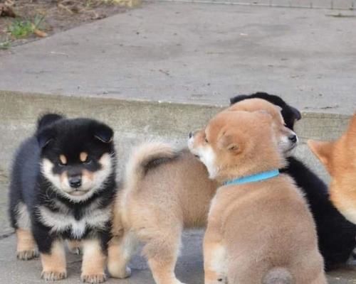 四季养护，健康柴犬的秘诀