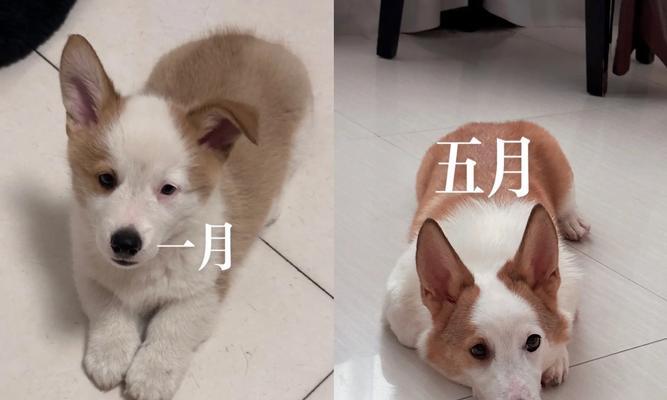 如何改善柯基的精神状态（以爱宠物为出发点，呵护您的柯基）