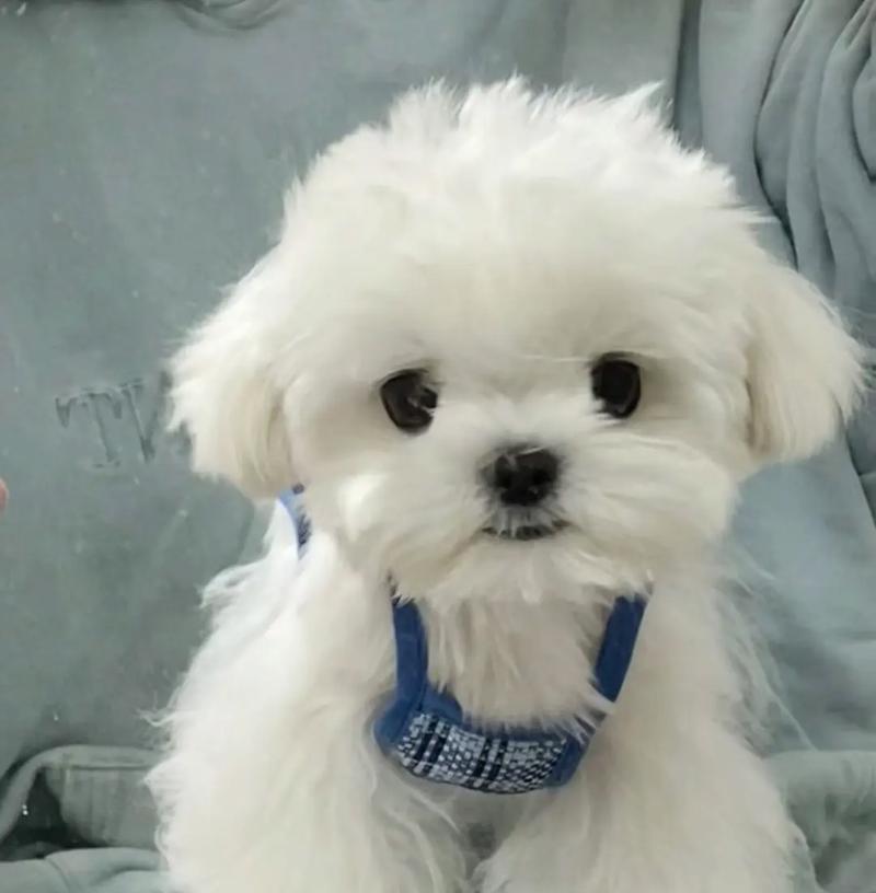 马尔济斯犬驱虫全攻略（用这些方法让你的宠物远离寄生虫）