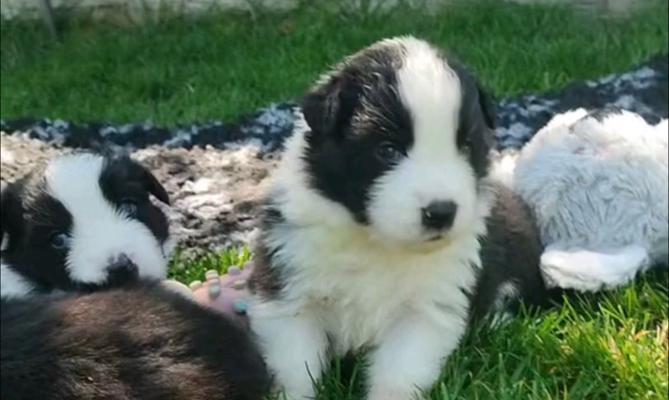 老年边牧犬喂养小细节（以宠物为主，呵护老年边牧犬）